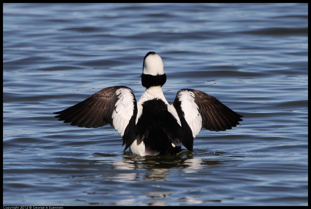 0307-091053-03.jpg - Bufflehead