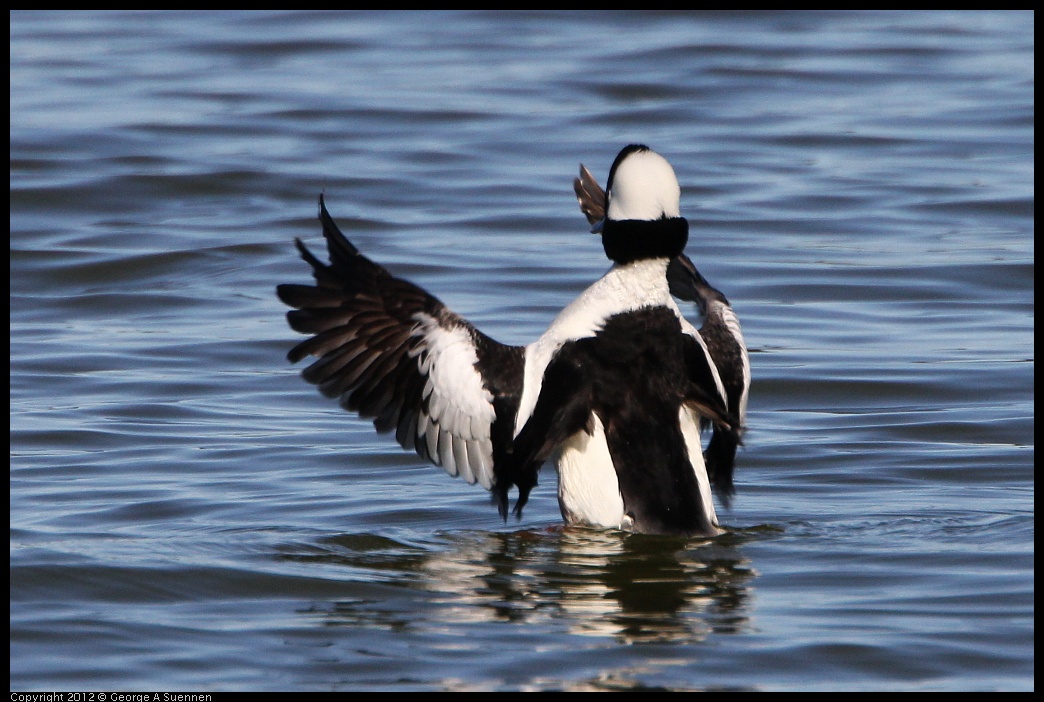 0307-091054-03.jpg - Bufflehead