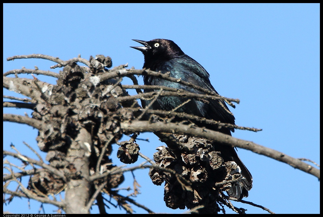 0307-091140-03.jpg - Brewer's Blackbird