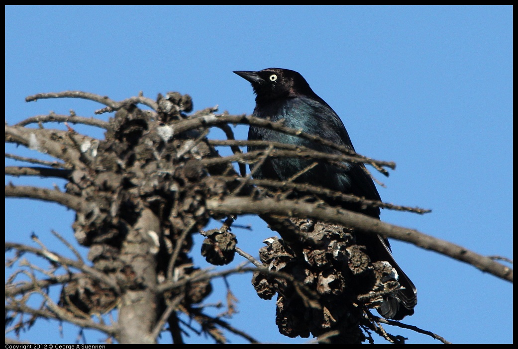 0307-091148-02.jpg - Brewer's Blackbird