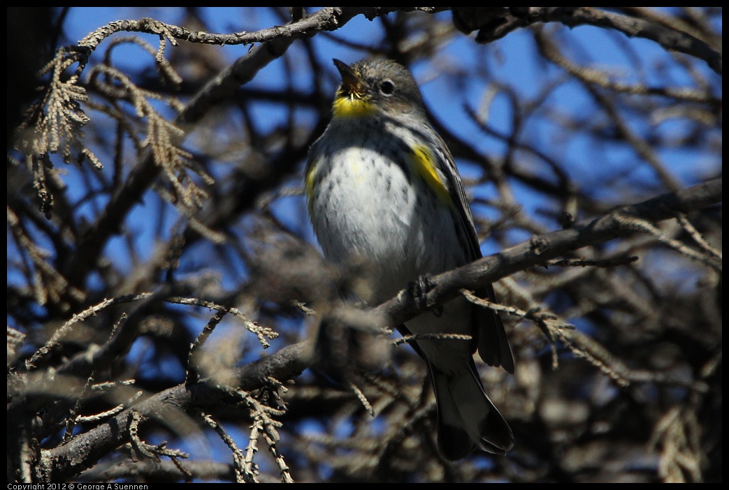 0307-091238-01.jpg - Yellow-rumped Warbler