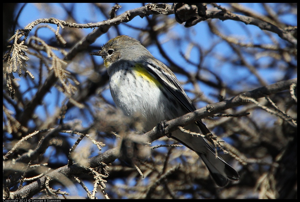 0307-091239-03.jpg - Yellow-rumped Warbler