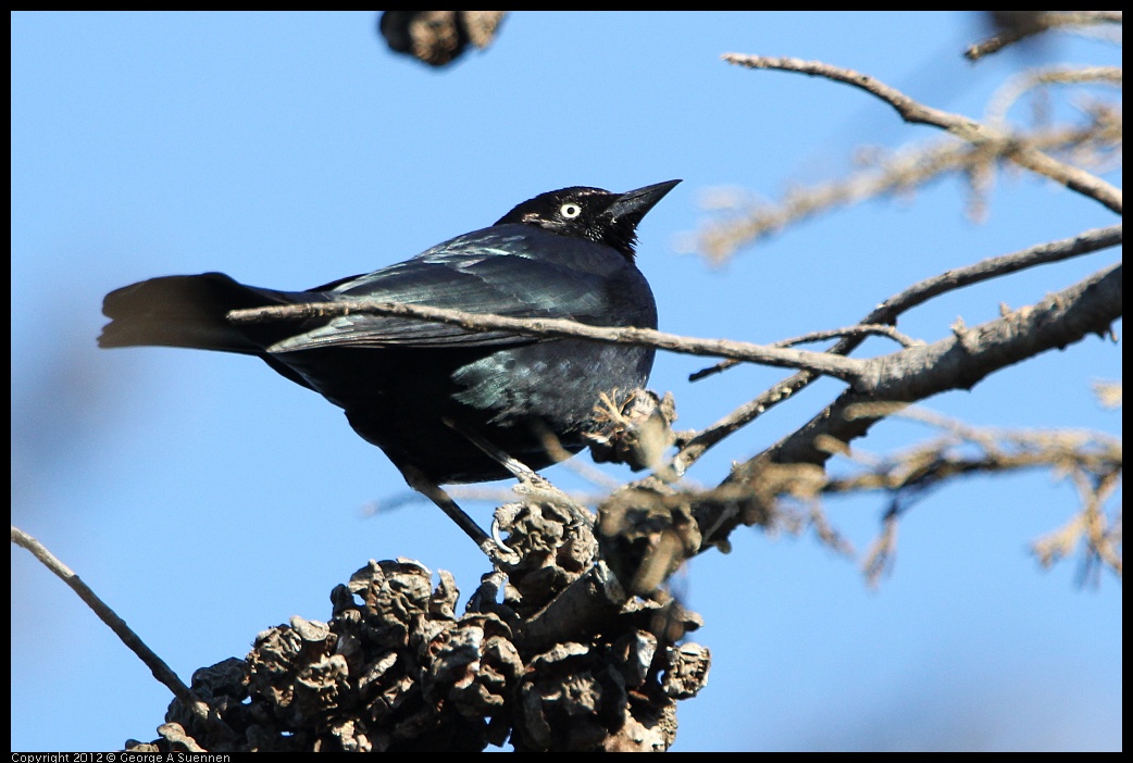 0307-091304-02.jpg - Brewer's Blackbird