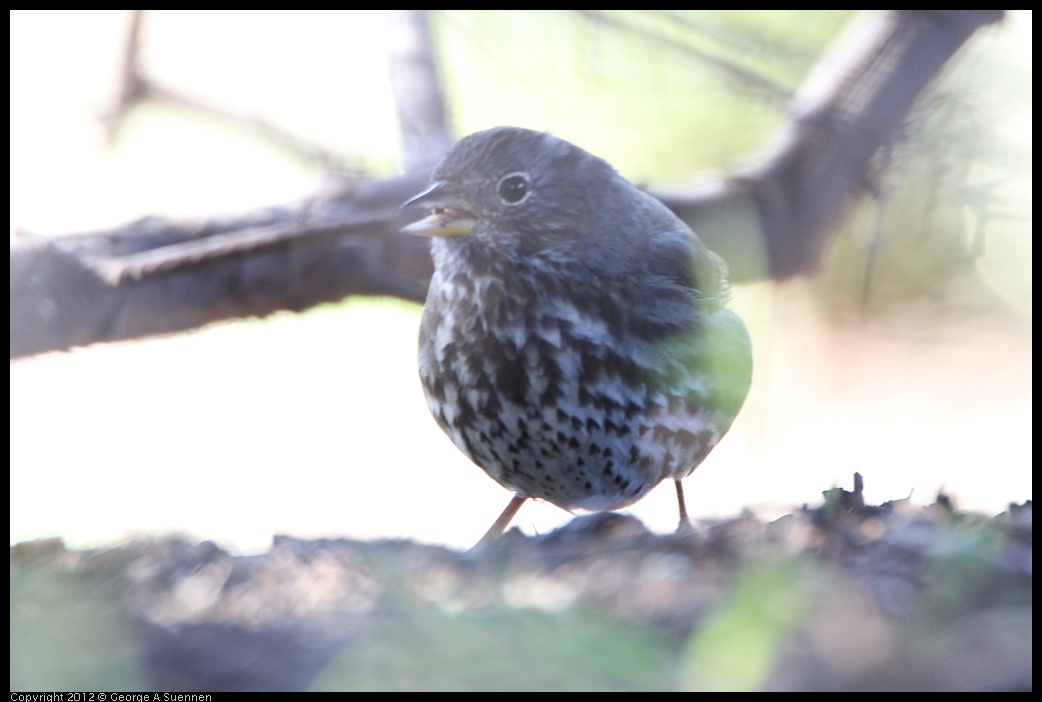 0307-091401-03.jpg - Fox Sparrow