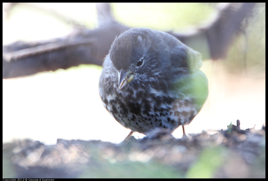 0307-091402-01.jpg - Fox Sparrow