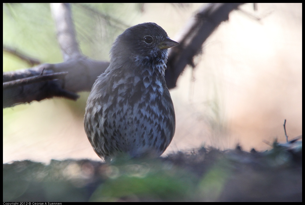 0307-091422-02.jpg - Fox Sparrow