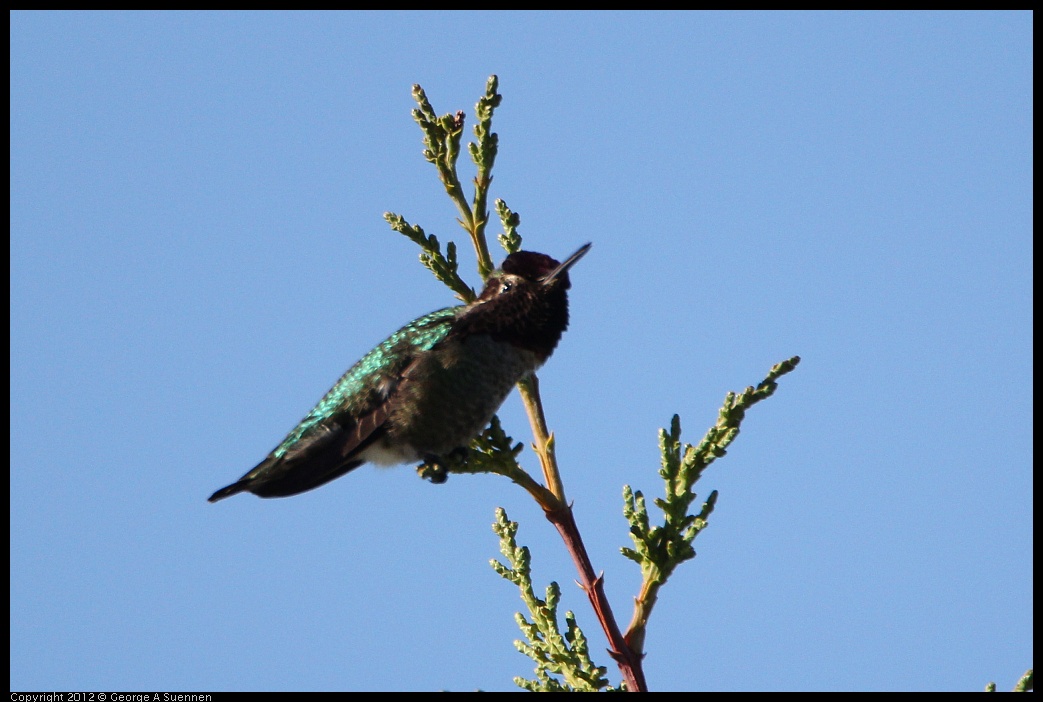 0307-091515-01.jpg - Anna's Hummingbird