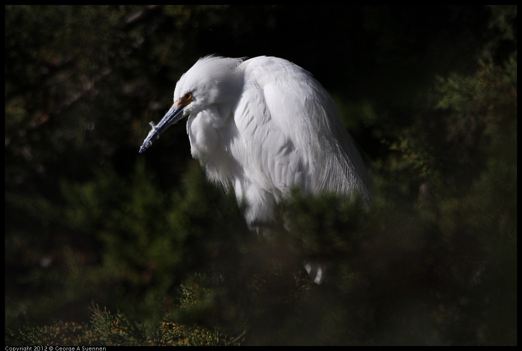 0307-091700-03.jpg - Snowy Egret