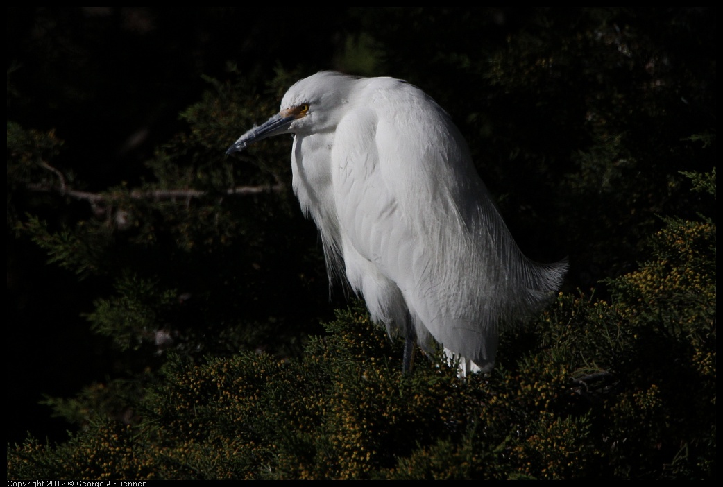 0307-091747-03.jpg - Snowy Egret