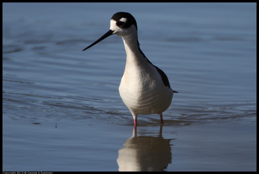 0307-091839-01.jpg - Black-necked Stilt