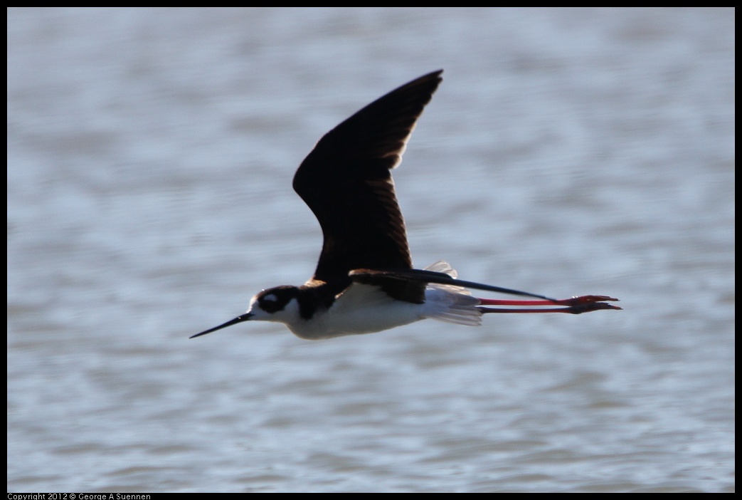 0307-091911-02.jpg - Black-necked Stilt