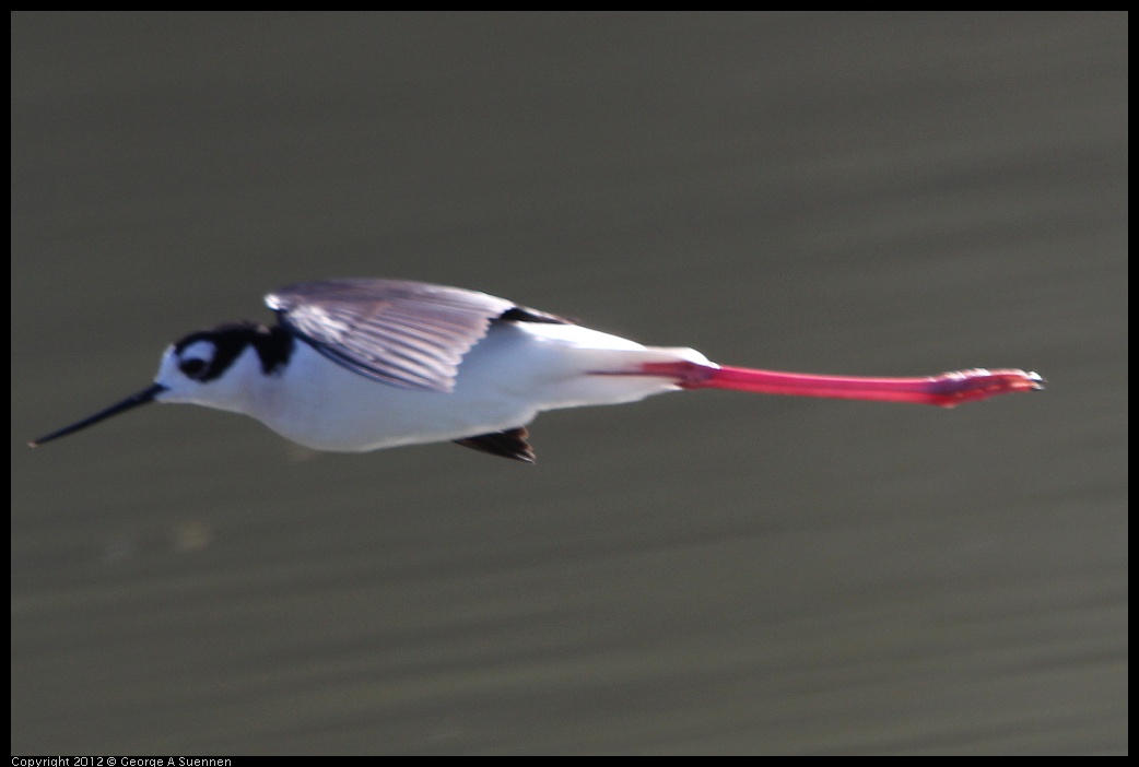 0307-091914-03.jpg - Black-necked Stilt