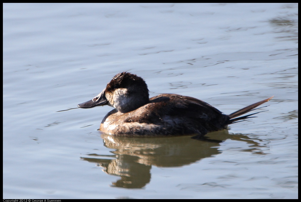 0307-092237-01.jpg - Ruddy Duck