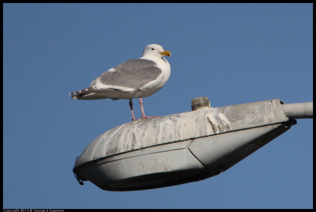 0307-092319-01.jpg - Thayer's Gull