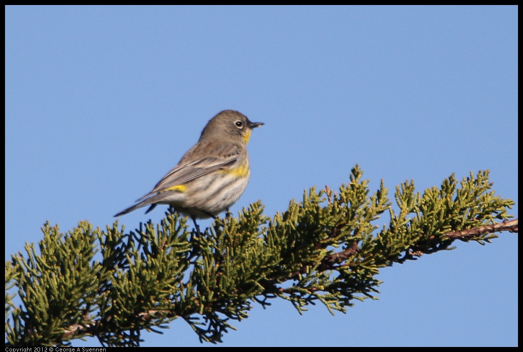 0307-092350-01.jpg - Yellow-rumped Warbler