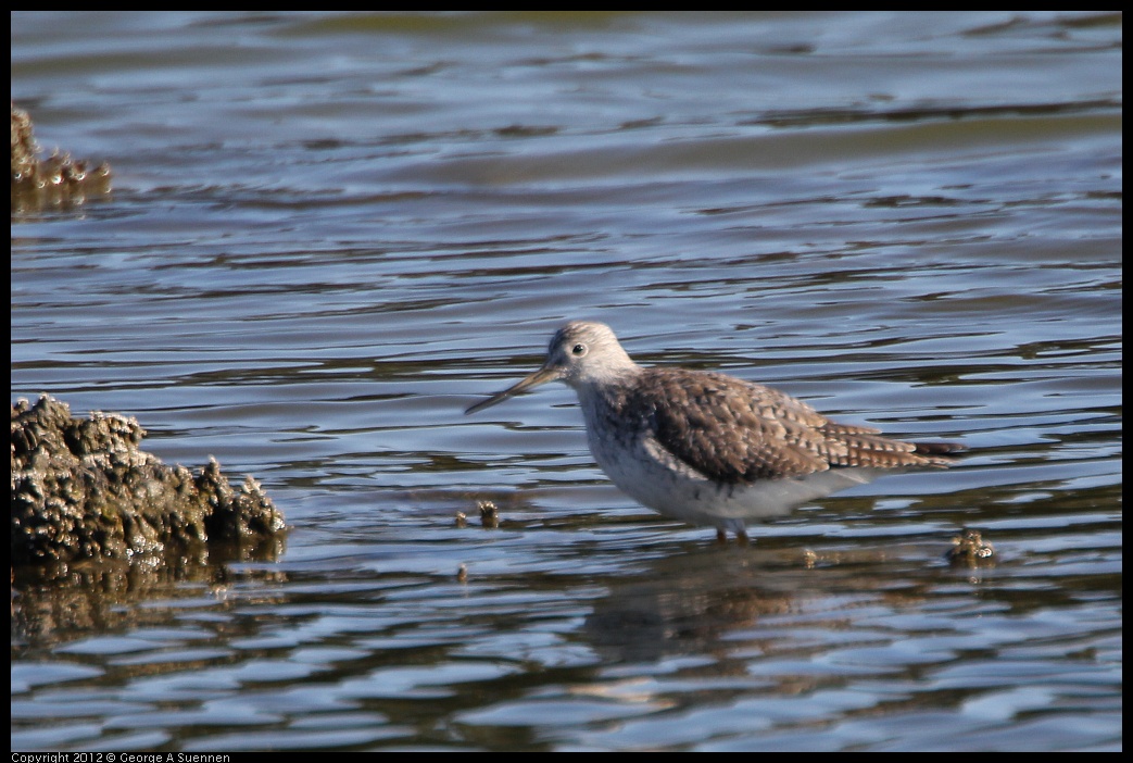 0307-092711-02.jpg - Greater Yellowlegs