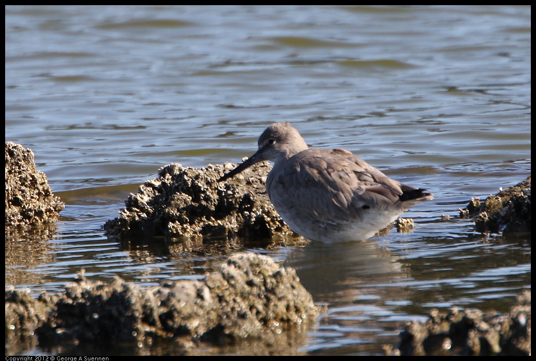 0307-092719-02.jpg - Willet