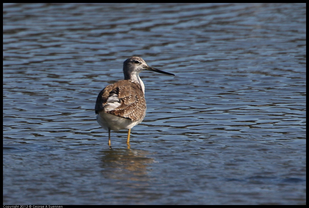 0307-092726-01.jpg - Greater Yellowlegs