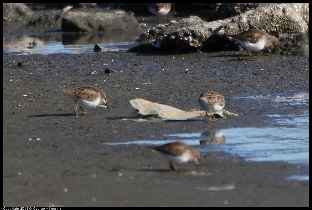 0307-092739-01.jpg - Least Sandpiper