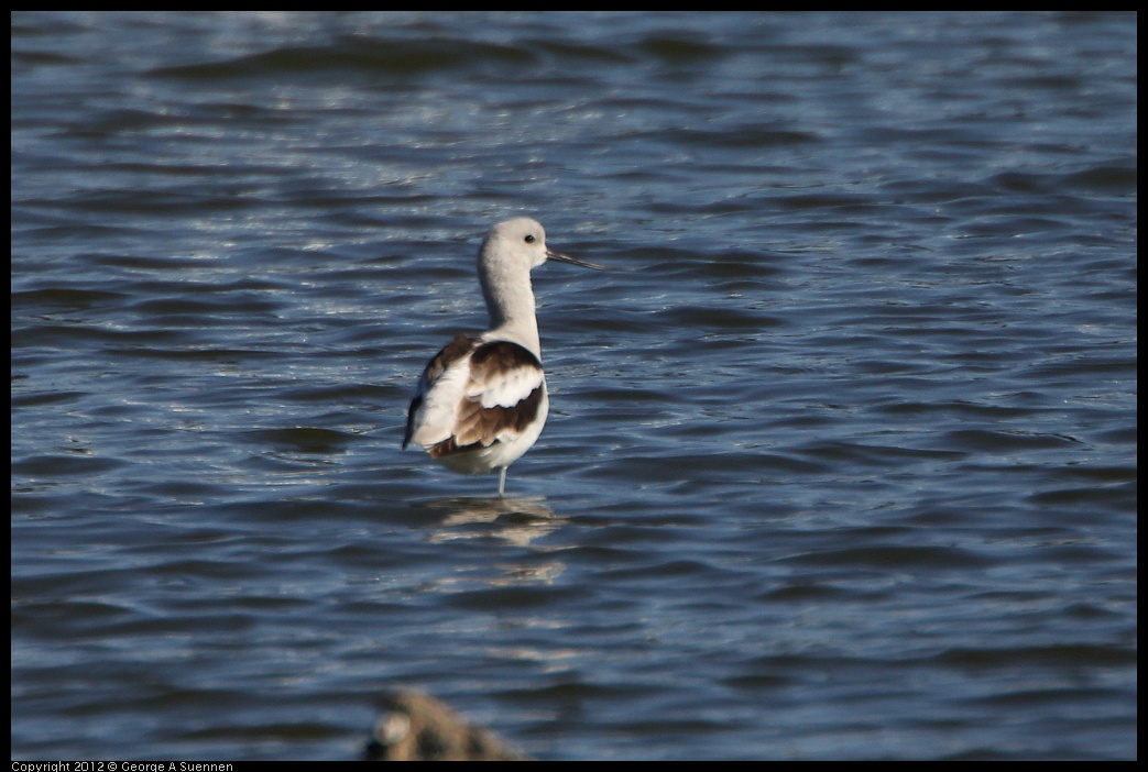 0307-092748-01.jpg - American Avocet