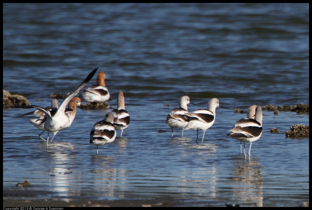 0307-092847-01.jpg - American Avocet