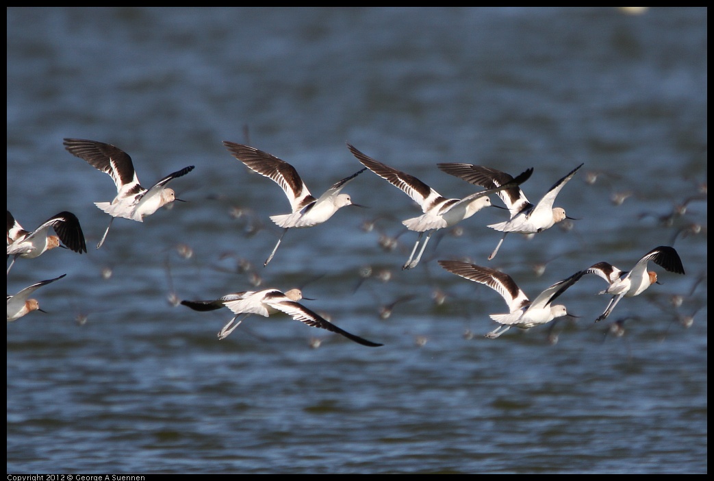 0307-092849-02.jpg - American Avocet