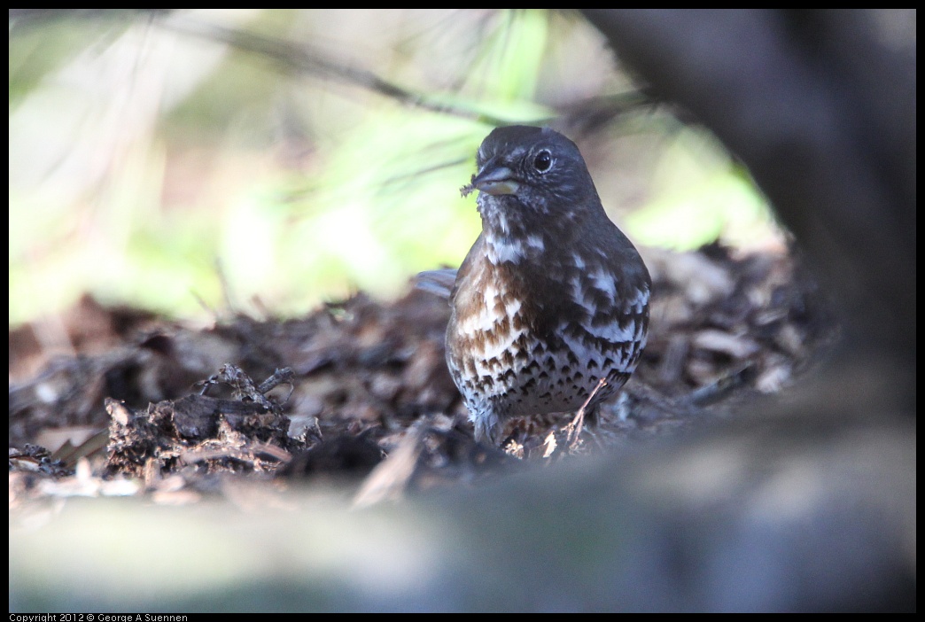 0307-093904-02.jpg - Fox Sparrow