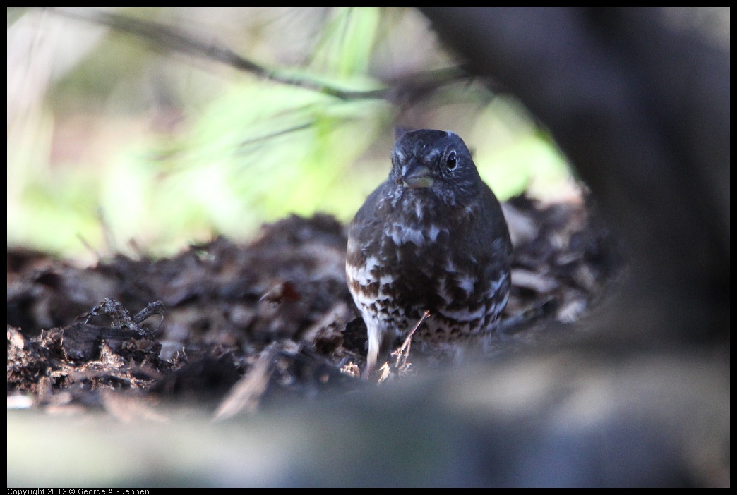 0307-093907-03.jpg - Fox Sparrow