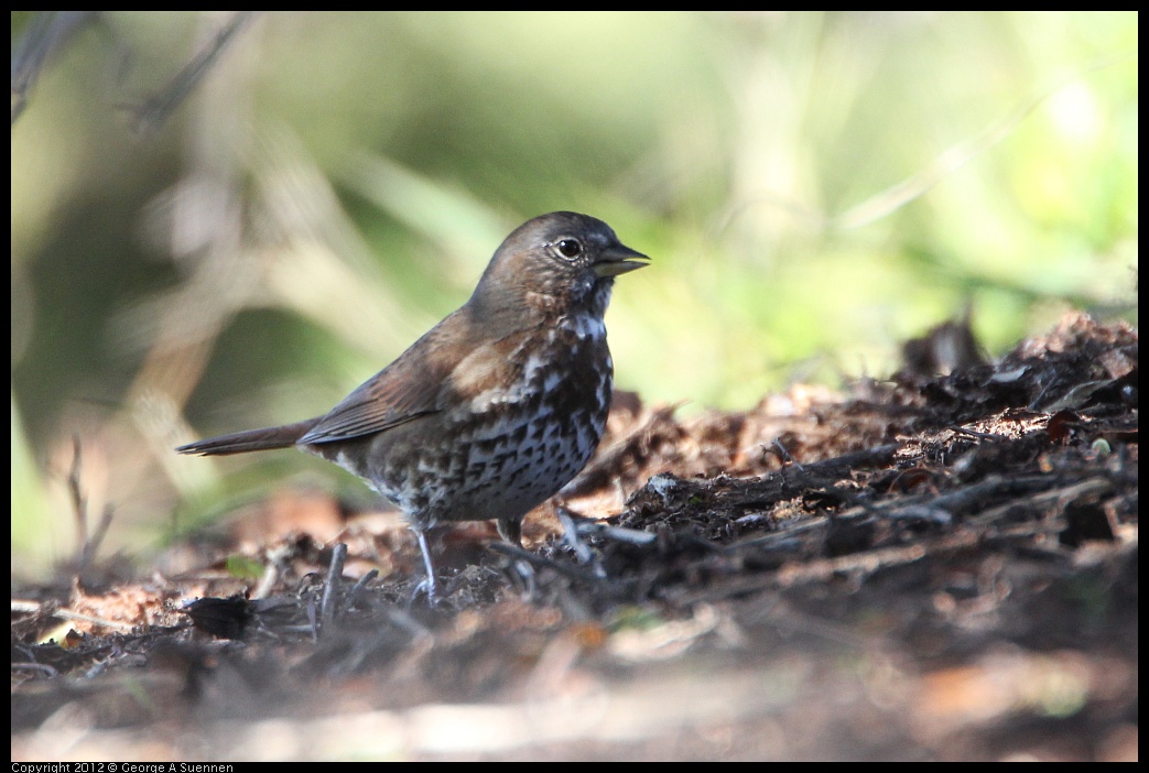 0307-094050-01.jpg - Fox Sparrow