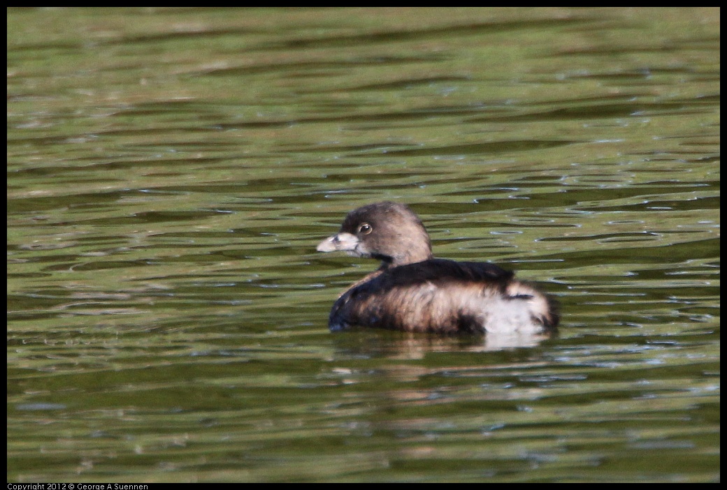 0307-094216-02.jpg - Pied-billed Grebe