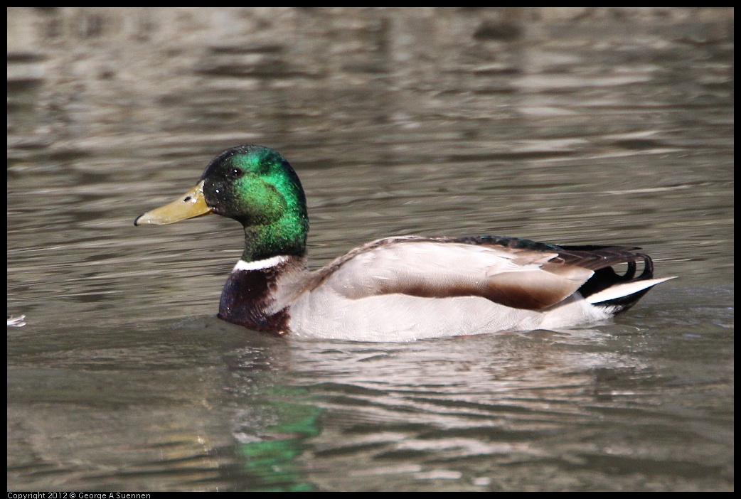 0307-094719-01.jpg - Mallard