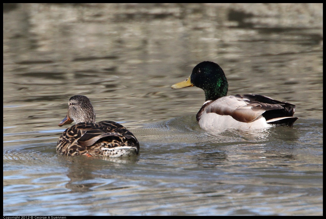 0307-094722-01.jpg - Mallard