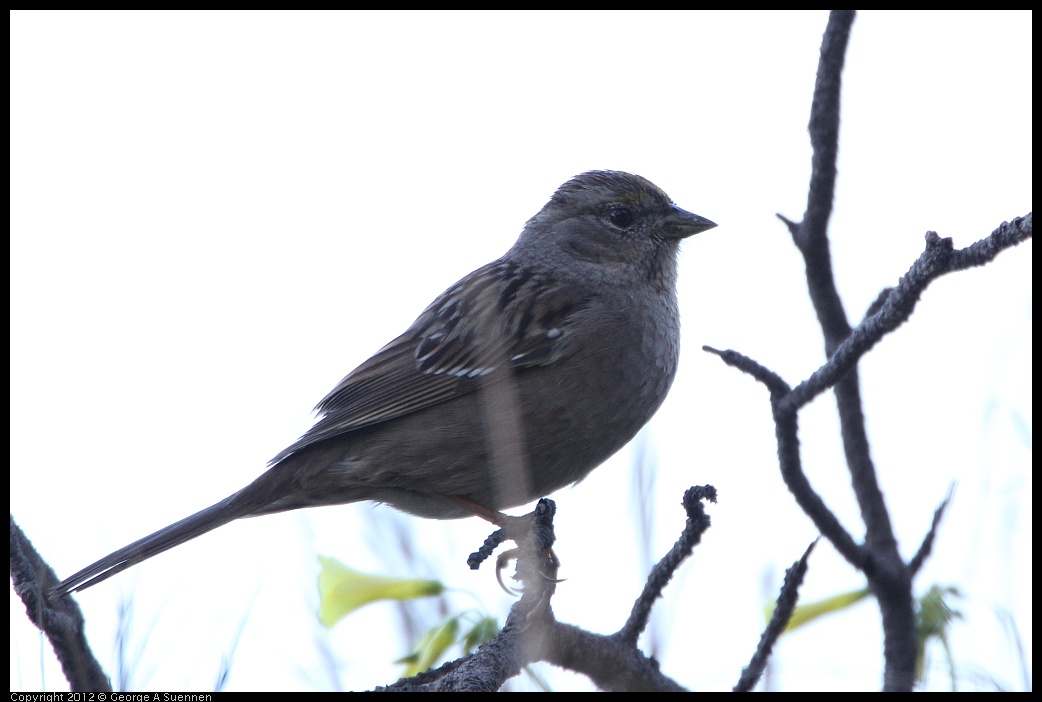 0307-094925-04.jpg - Golden-crowned Sparrow