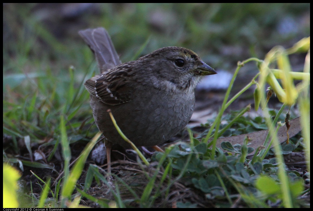 0307-095106-03.jpg - Golden-crowned Sparrow