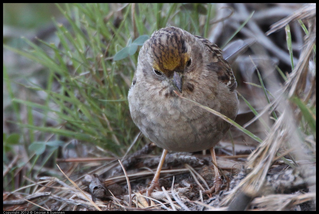 0307-095224-03.jpg - Golden-crowned Sparrow