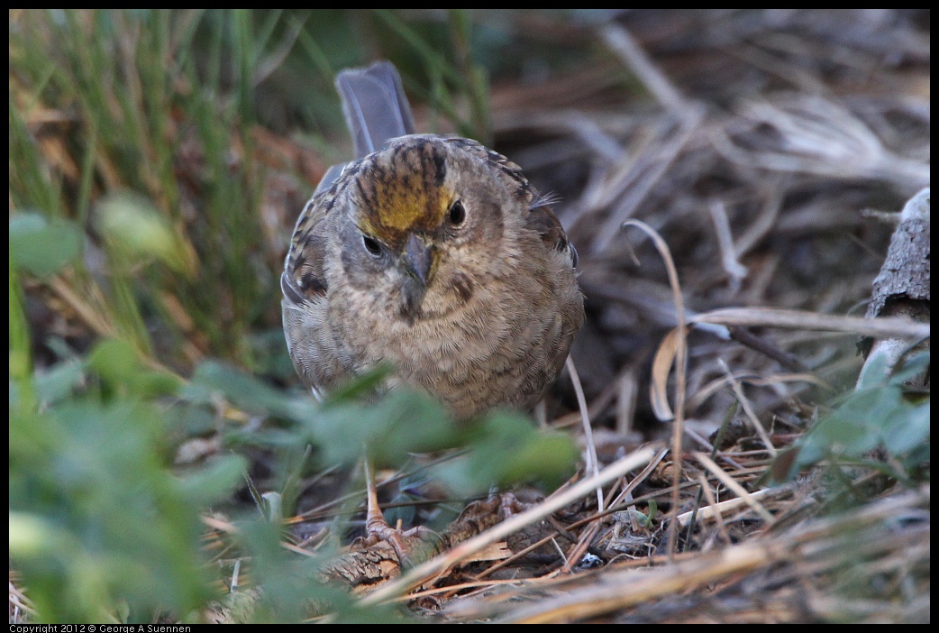 0307-095235-02.jpg - Golden-crowned Sparrow