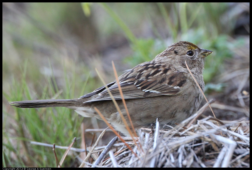 0307-095241-06.jpg - Golden-crowned Sparrow