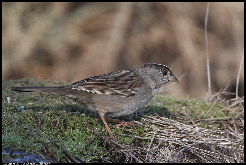 0309-081516-02.jpg - Golden-crowned Sparrow