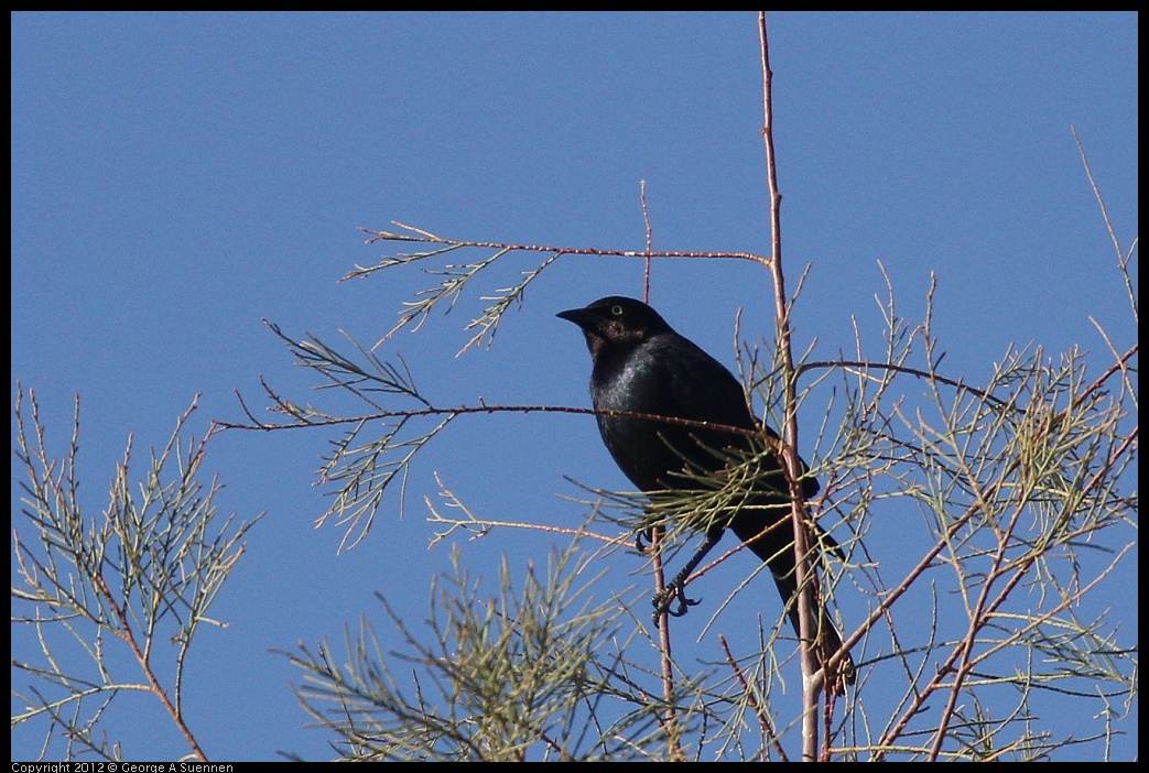 0309-081558-01.jpg - Brewer's Blackbird