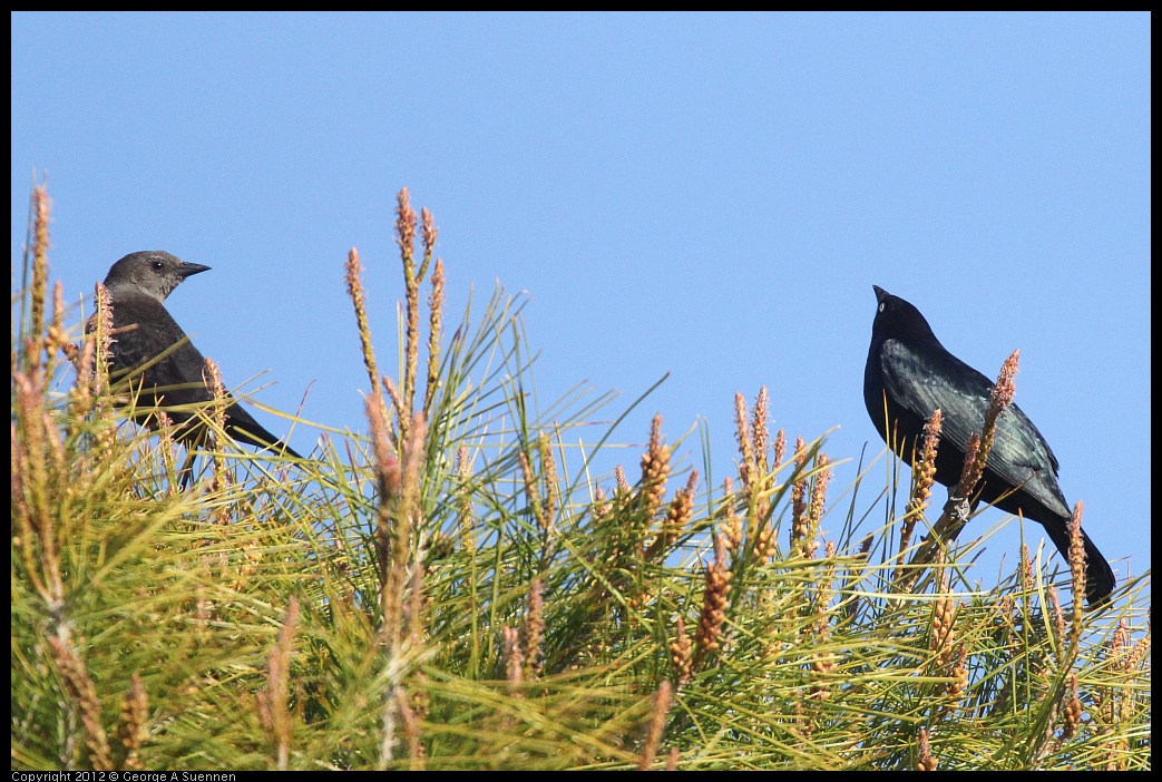 0309-082233-03.jpg - Brewer's Blackbird