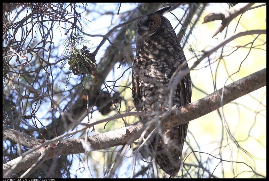 0309-082542-01.jpg - Long-eared Owl