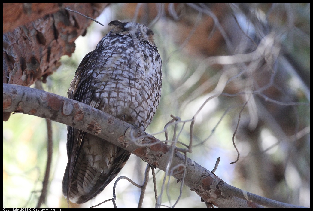 0309-082547-01.jpg - Long-eared Owl