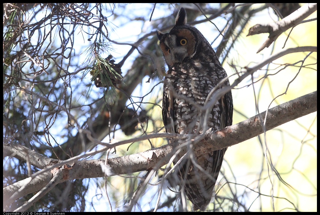 0309-082558-02.jpg - Long-eared Owl