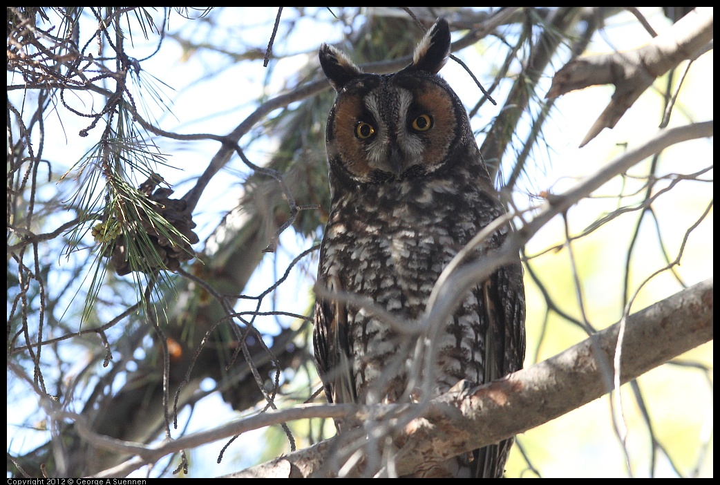 0309-082708-03.jpg - Long-eared Owl