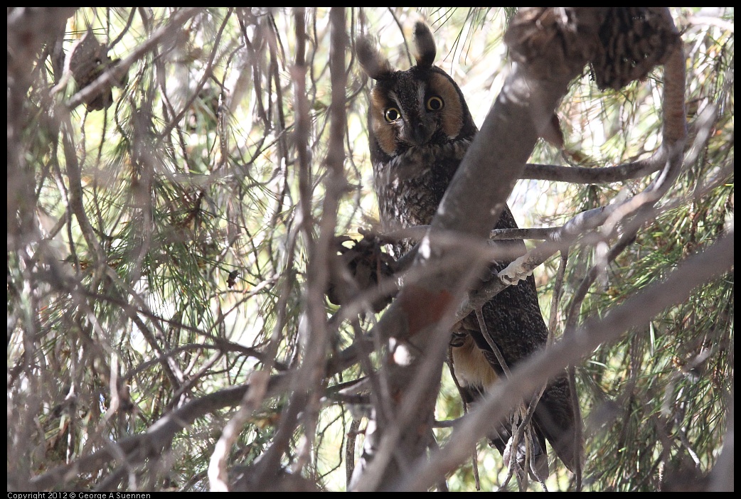 0309-083027-01.jpg - Long-eared Owl