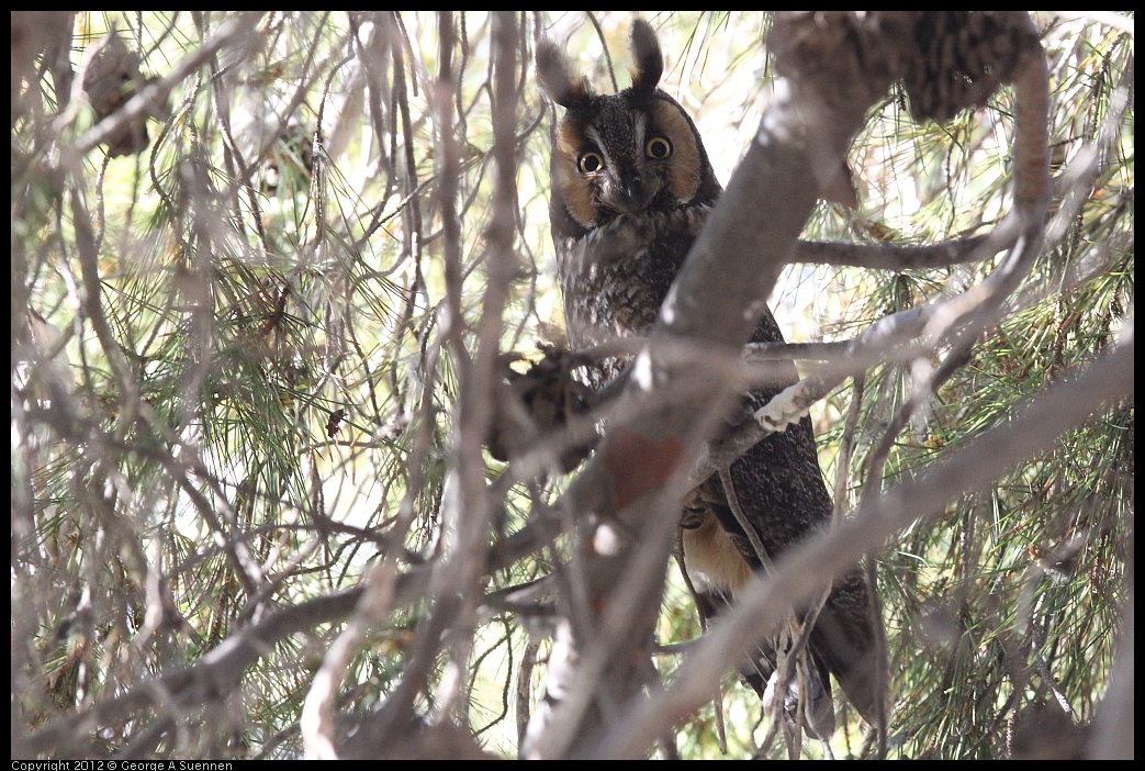 0309-083057-04.jpg - Long-eared Owl