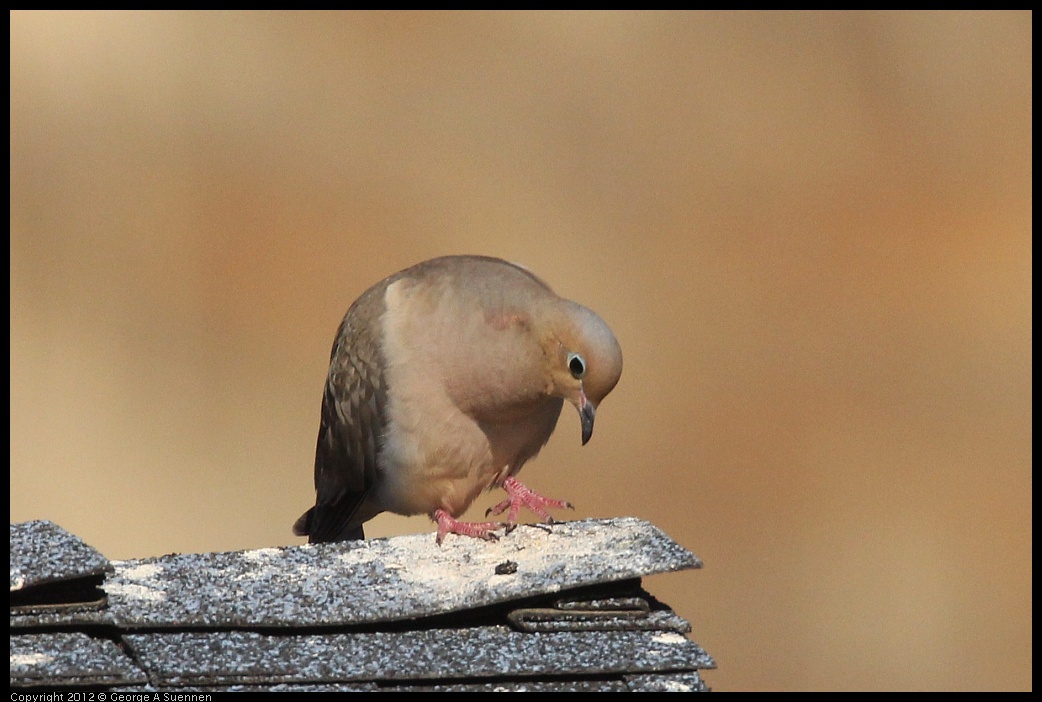 0309-084239-01.jpg - Mourning Dove (?)