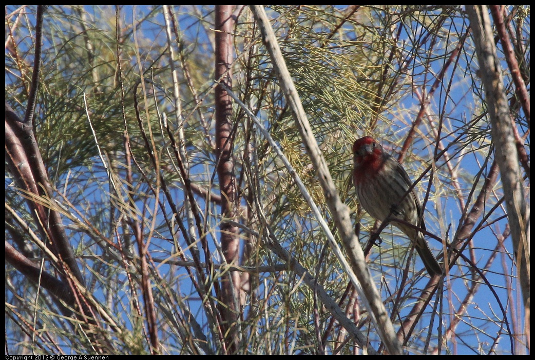 0309-084353-02.jpg - House Finch