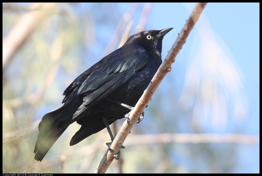 0309-084437-01.jpg - Brewer's Blackbird