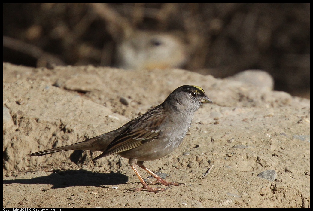 0309-084949-01.jpg - Golden-crowned Sparrow